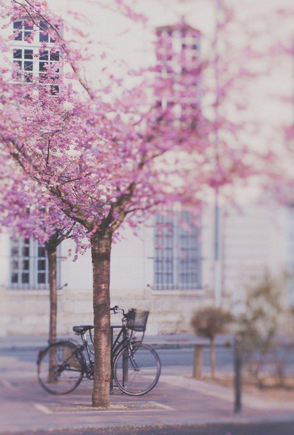 аллея сакуры