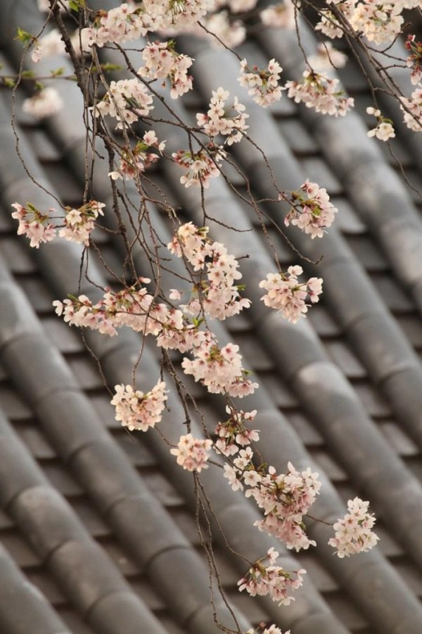 sakura cherry blossom