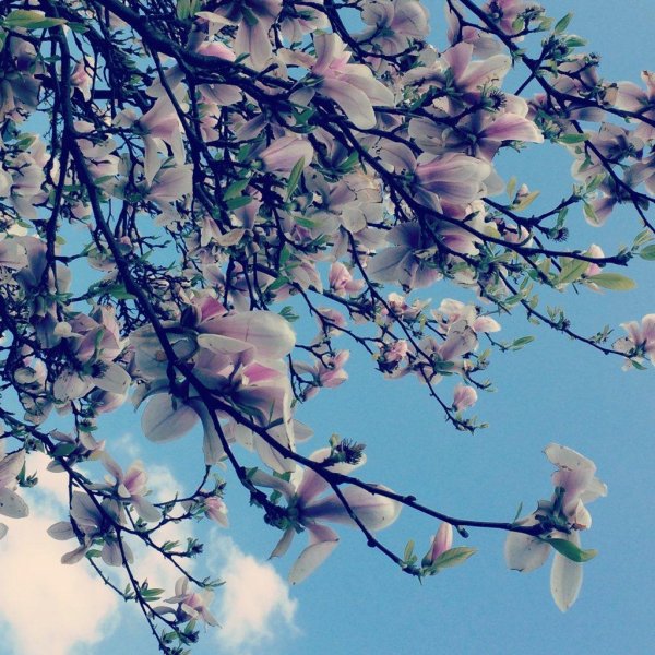 цветущая магнолия