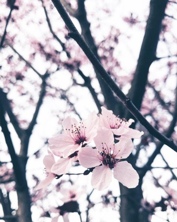 черри блоссом