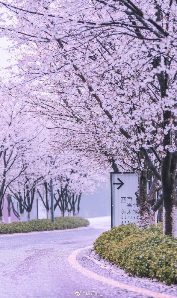 cherry blossom sakura