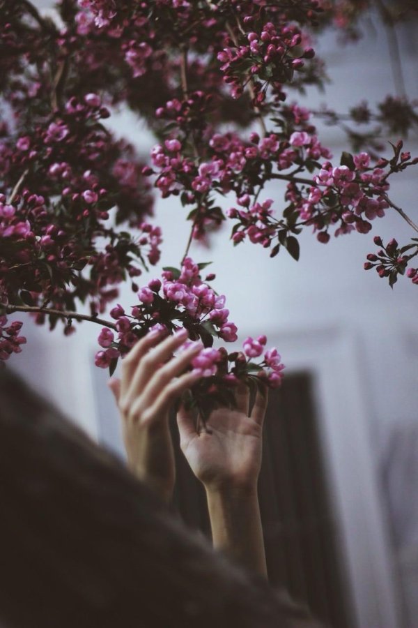 розовая яблоня