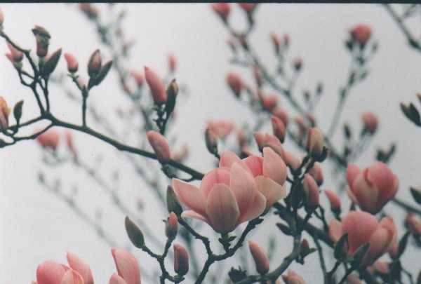 цветение магнолии