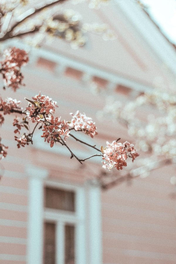 эстетика розовая