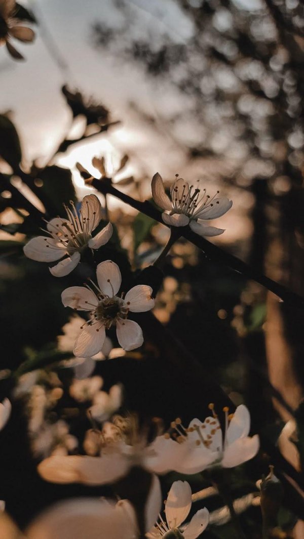 весенняя красота