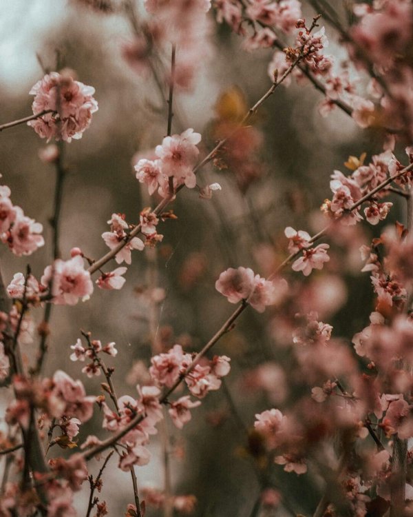 коричневые цветы