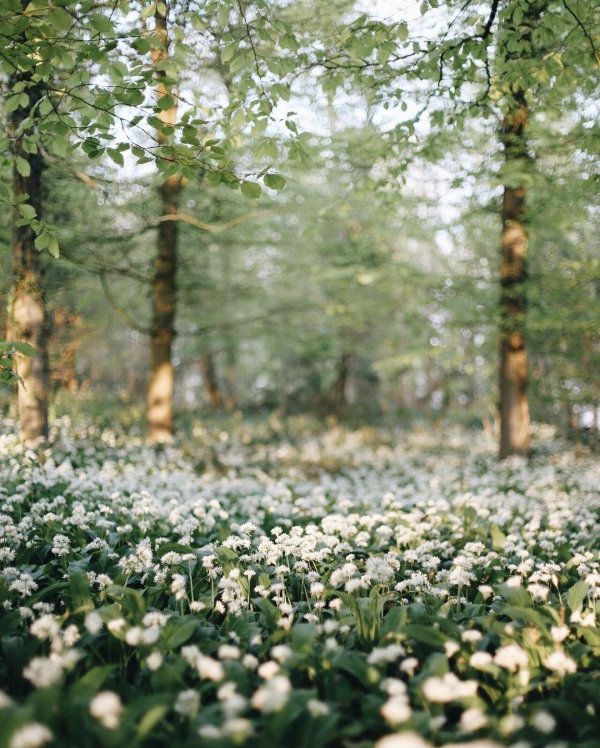 Эстетика весна