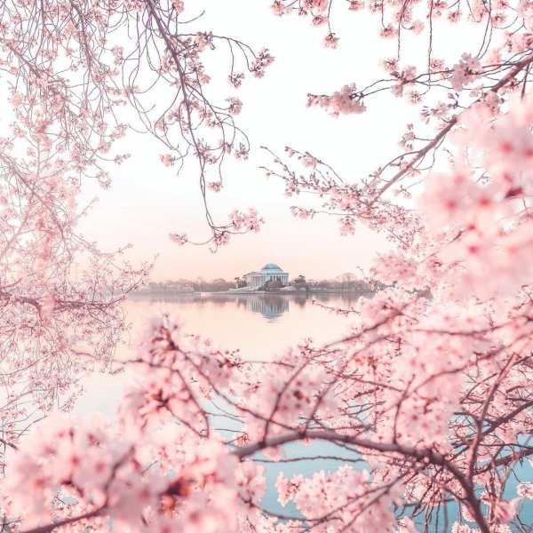 cherry blossom sakura