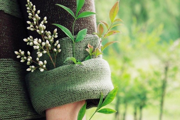 растения пинтерест