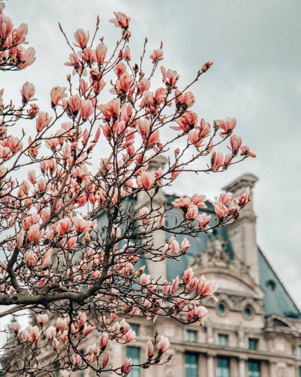 paris in bloom