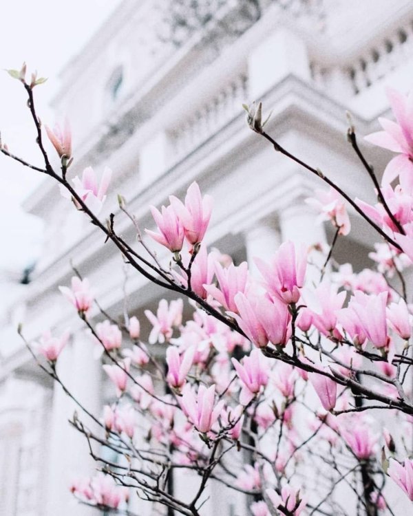 цветок магнолия