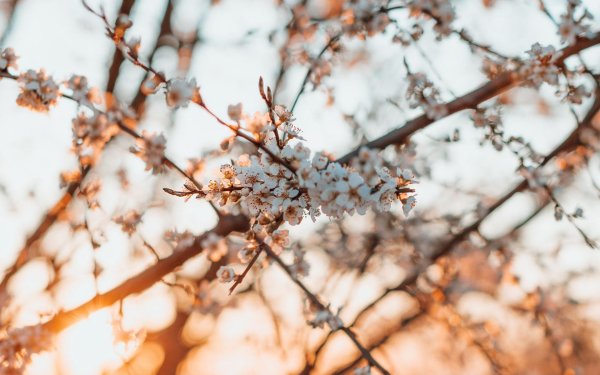 весна ветки