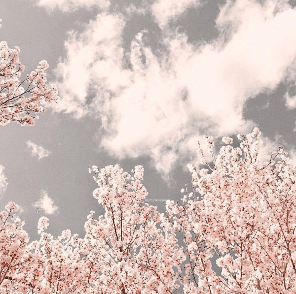 фон с сакурой