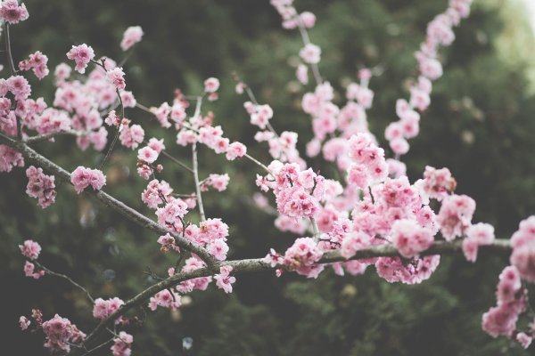 сакура вишня