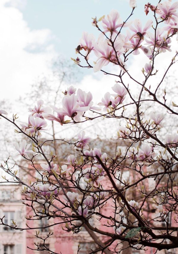 магнолии суланжа