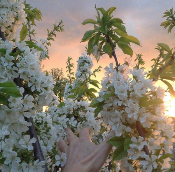 цветущее дерево