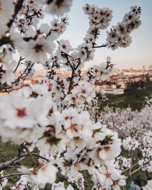 цветет миндаль