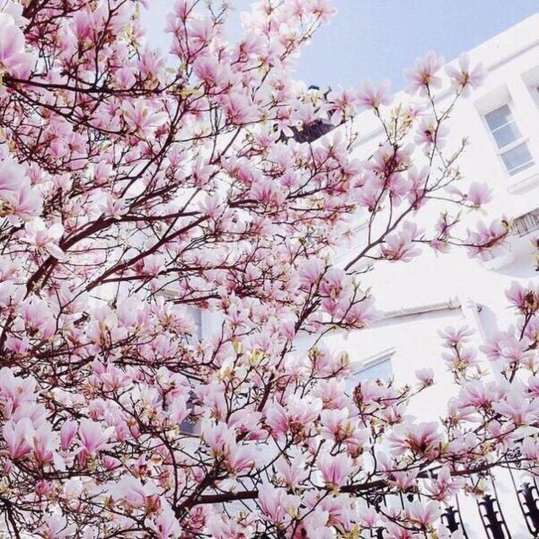 магнолии дерево