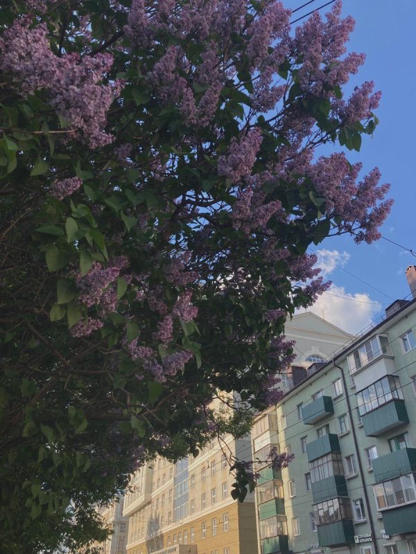 сирень магнитогорск