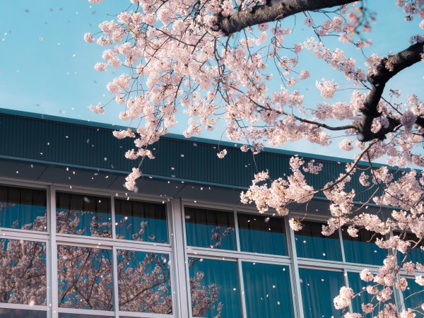 цветение сакуры