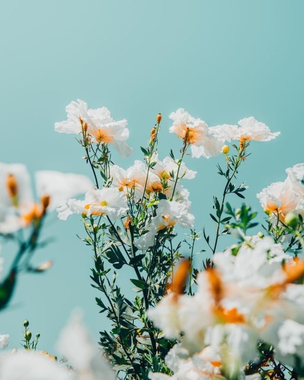 цветочные фоны