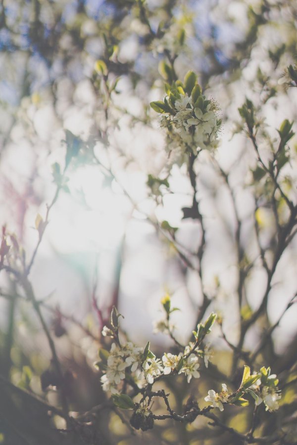 весна эстетик