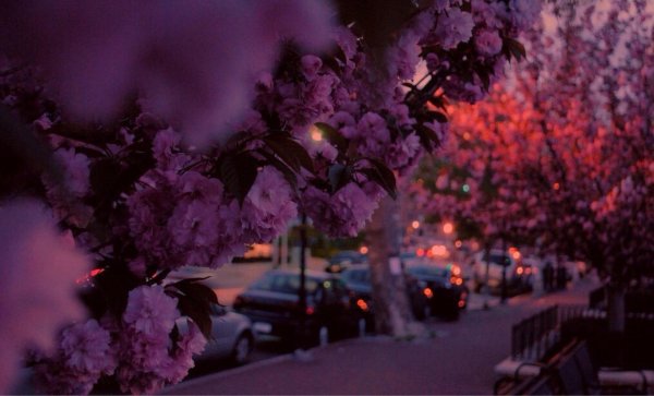 фиолетовая сакура