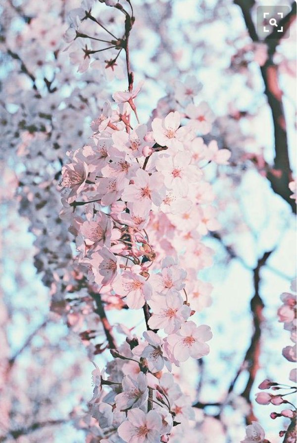 sakura cherry blossom