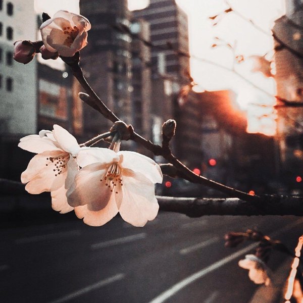 весна эстетик