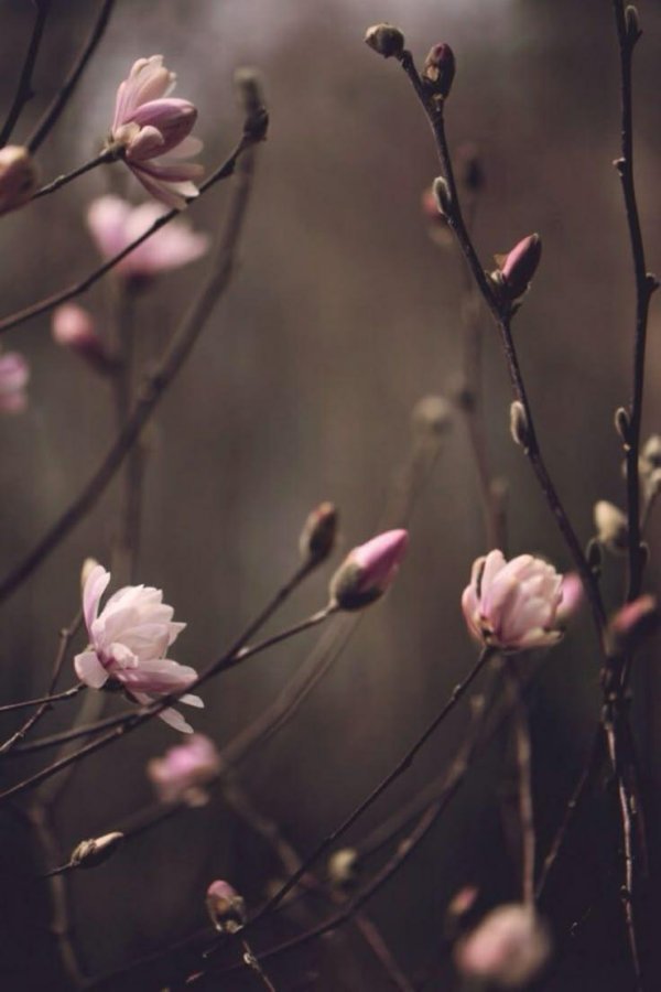 ветка магнолии