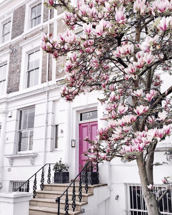 роза ноттинг хилл