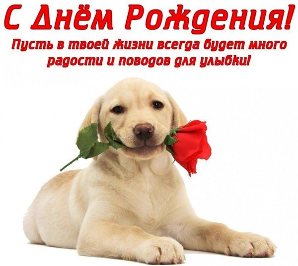 лабрадор ретривер