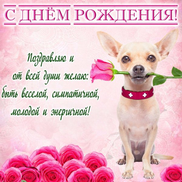 собачка чихуахуа