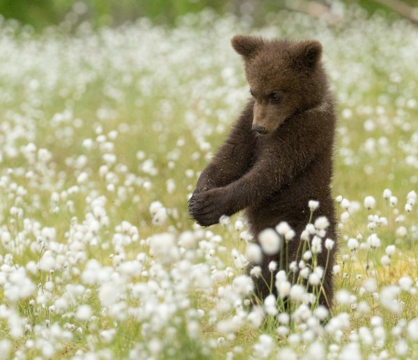 медвежонок бурый