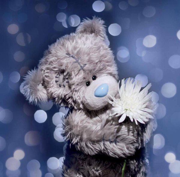 медведь тедди