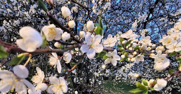 терновник цветение