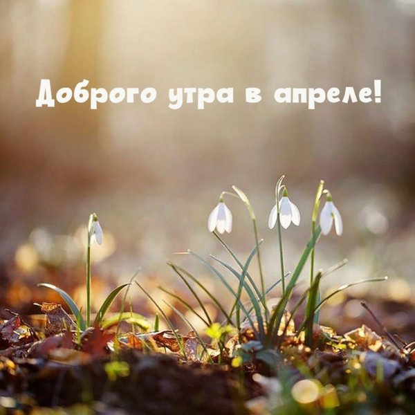 доброе утро 1 день весны