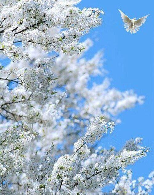 небо голуби