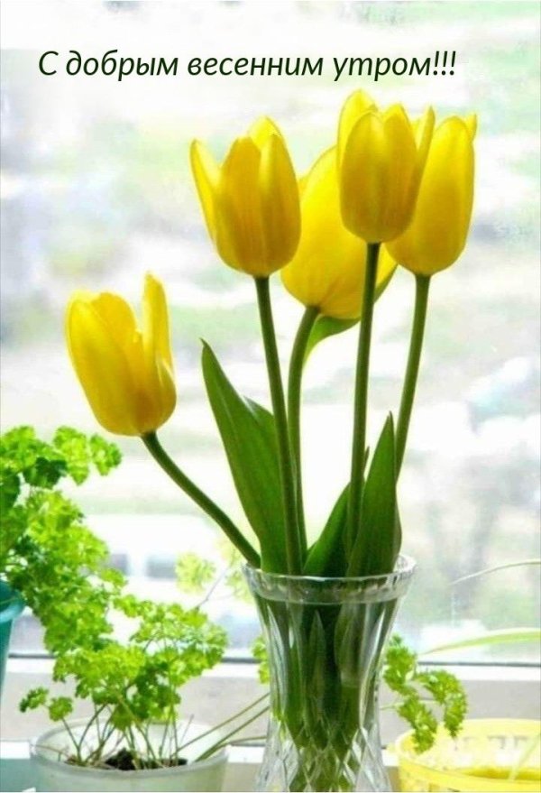 утро доброе весеннее