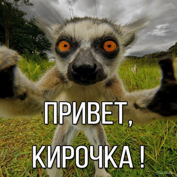 лемур смешной
