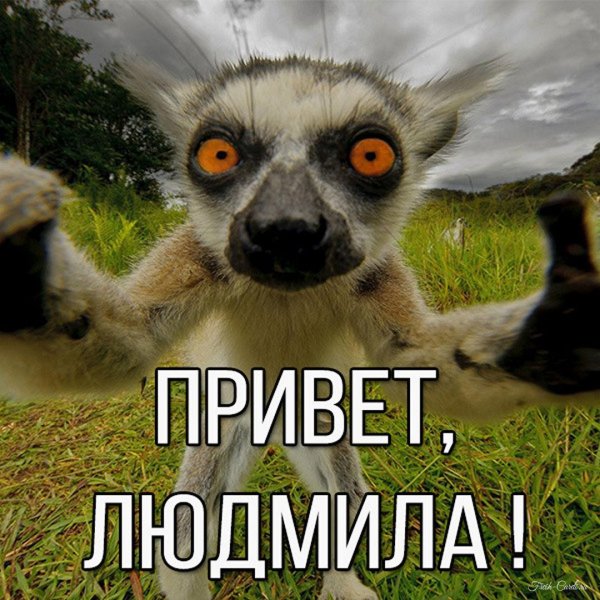 лемур мем
