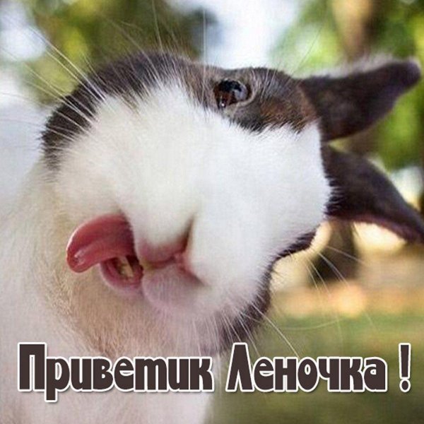 зайчик показывает язык