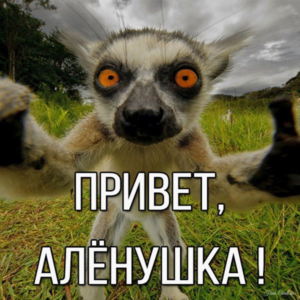 лемур узбагойся