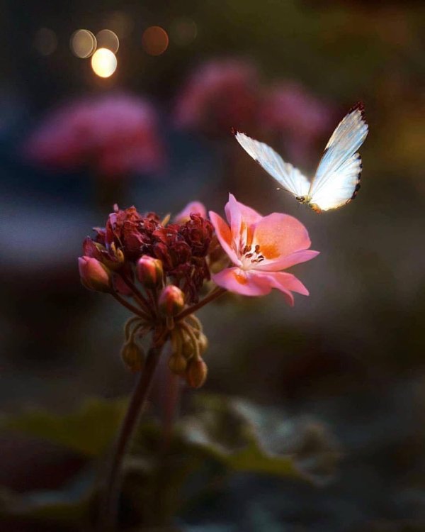 красивая бабочка