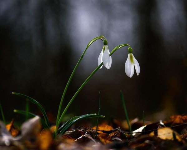 подснежник галантус