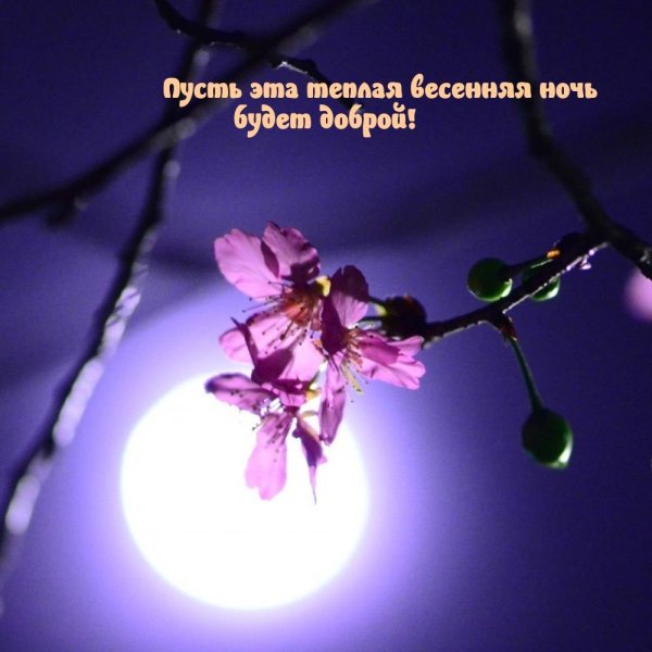 весенняя ночь