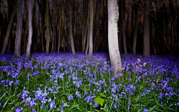 халлербос бельгия