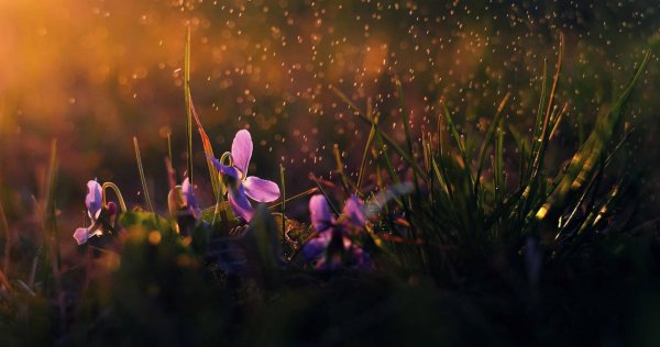 фиалки лесные в росе