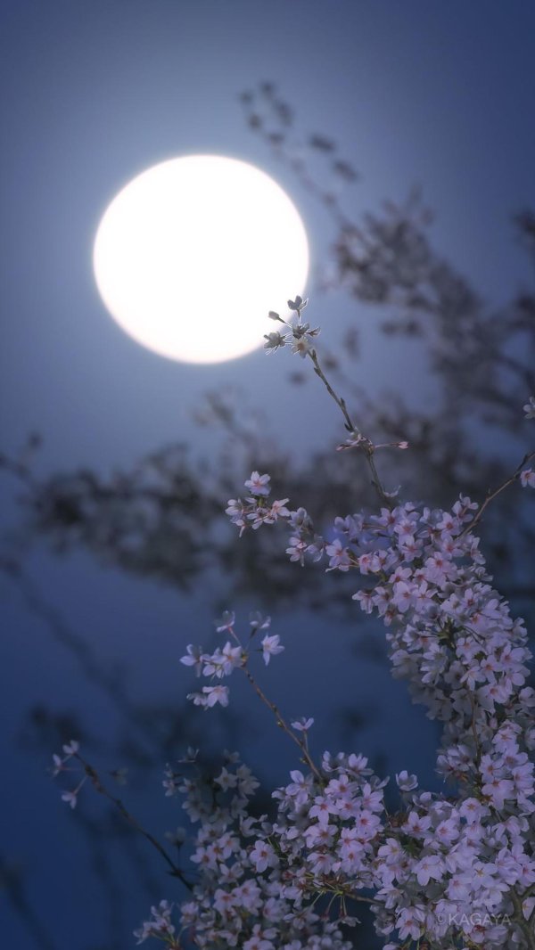 на фоне луны