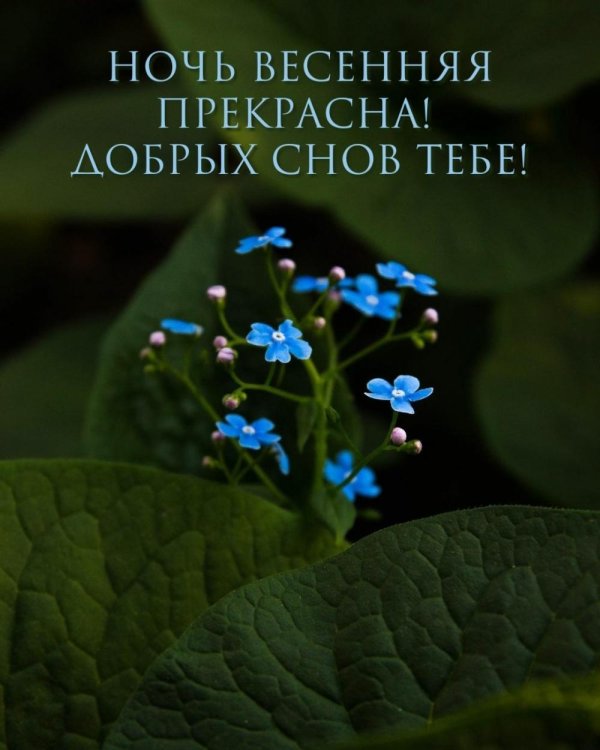 бруннера сибирская незабудочник